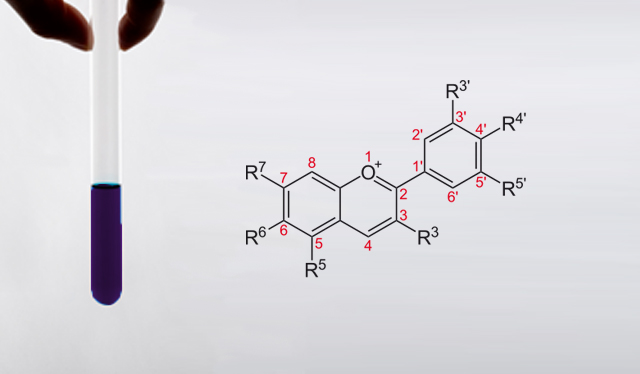 Black raspberry extract